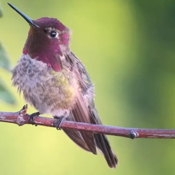Annas Hummingbird perching on a twig
