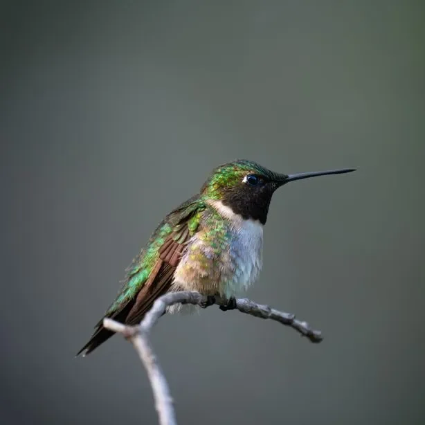 black-chinned hummingbird perched