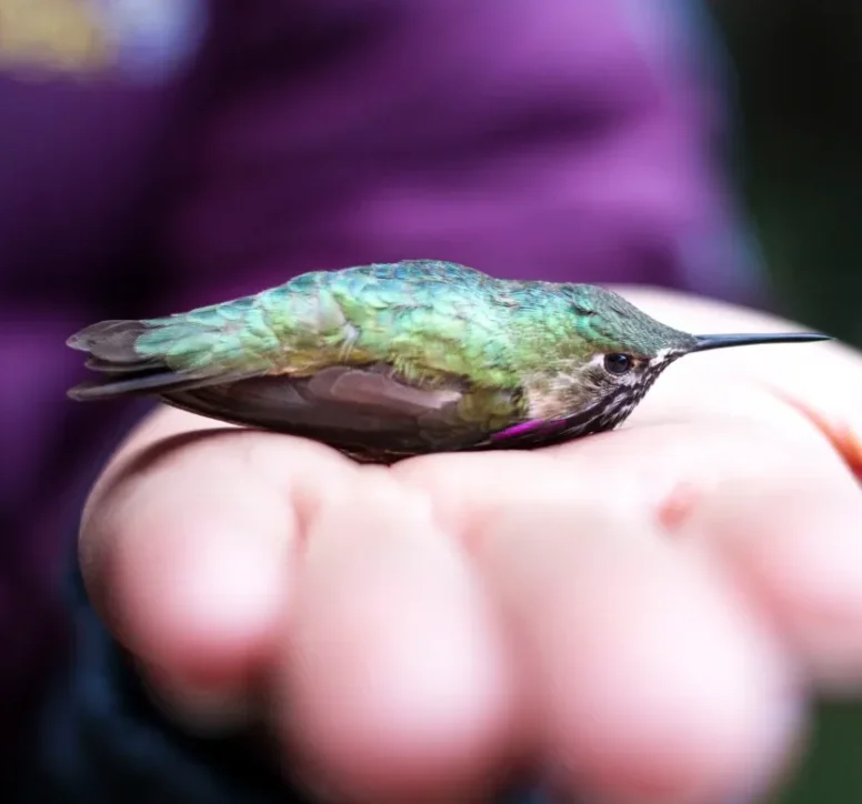 Calliope hummingbird in hand
