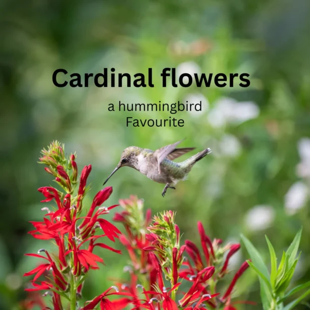 Hummingbird hovering at a cardinal flower