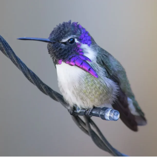 A perching costa's hummingbird