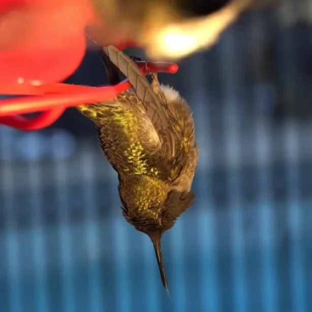Hummingbird sleeping upside down