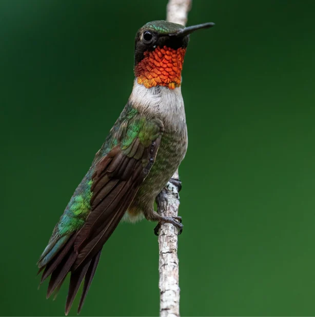 Ruby throated Hummingbird perched on a thin branch