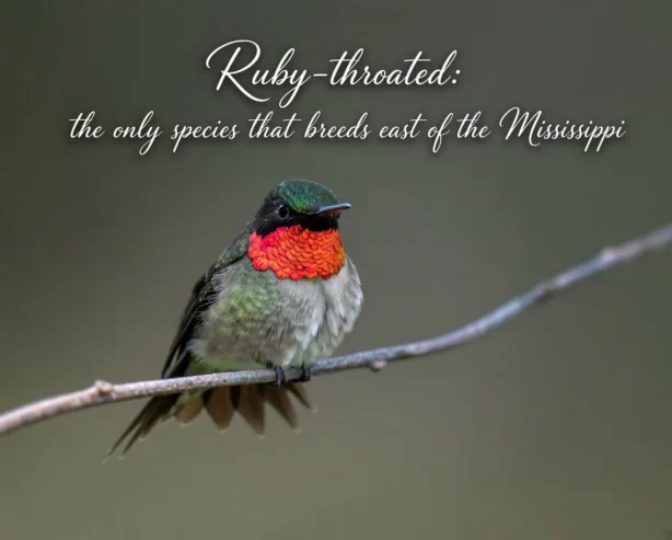 Ruby-throated hummingbirds perched somewhere in Atlanta