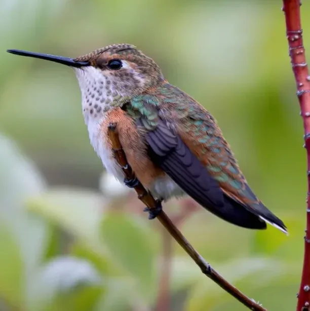 Rufous Hummingbird Perching