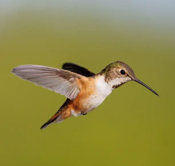 allens-hummingbird-in-flight