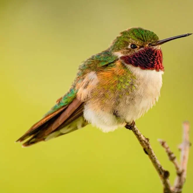 Broad-tailed hummingbird on a branch