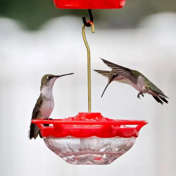 Hummingbird feeder with two hummingbirds